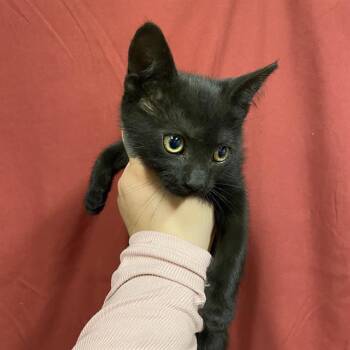 A611492 -  Domestic Medium Hair Cat for Adoption in Modesto, California - A611492 | PetCurious