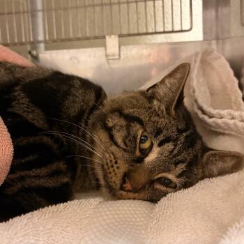 Rescue Domestic Short Hair Cats for Adoption in Bristol, Indiana - Percival | PetCurious