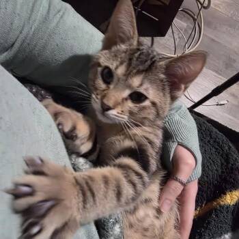 Tommy (bonded with Angelica) -  Domestic Short Hair Cat for Adoption in Madison, Wisconsin - Tommy (bonded With Angelica) | PetCurious
