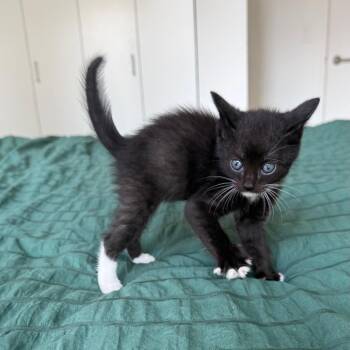 Nyx -  Domestic Short Hair Cat for Adoption - Nyx | PetCurious