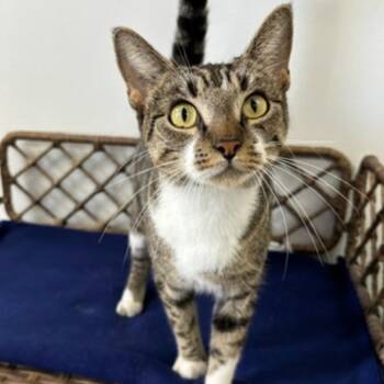 Coconut -  Domestic Short Hair Cat for Adoption in Houston, Texas - Coconut | PetCurious