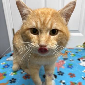 Domestic Short Hair Cats Available for Adoption - Phoenix | PetCurious