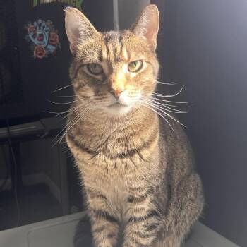 Mars Bar -  Domestic Short Hair and Mixed Breed Cat for Adoption in Jasper, Indiana - Mars Bar | PetCurious