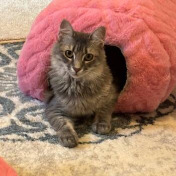 Amora -  Domestic Long Hair Cat for Adoption in Mountain Home, Arkansas - Amora | PetCurious
