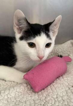 Rescue Domestic Short Hair Cats for Adoption in Annapolis, Maryland - Patrick | PetCurious