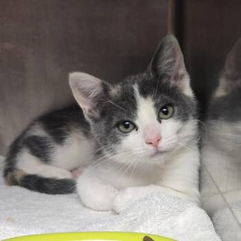 Aslan -  Domestic Short Hair Cat for Adoption in Nashville, Tennessee - Aslan | PetCurious