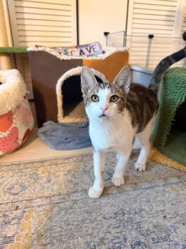 Rescue Tabby Cats for Adoption in Miami, Florida - Aaliyah | PetCurious