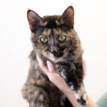 Petty -  Domestic Short Hair Cat for Adoption in Buffalo, Minnesota - Petty | PetCurious