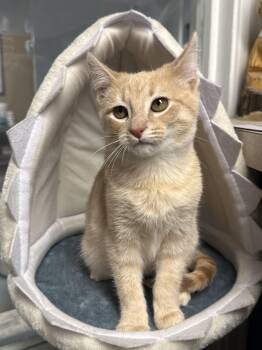 Rescue Domestic Short Hair Cats for Adoption in Austin, Texas - Biscuit | PetCurious