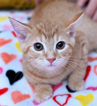 Hulu -  Tabby and Domestic Short Hair Cat for Adoption in Chattanooga, Tennessee - Hulu | PetCurious