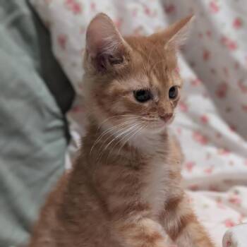 Gravy Boat -  Domestic Short Hair Cat for Adoption in Lexington, Kentucky - Gravy Boat | PetCurious
