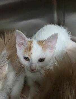 Moxxi -  Domestic Short Hair Cat for Adoption in Clinton, Missouri - Moxxi | PetCurious