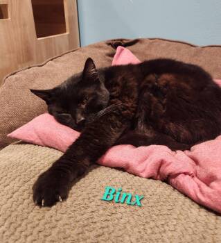 Domestic Short Hair Cats Available for Adoption in Cambridge, Maryland - Binx | PetCurious