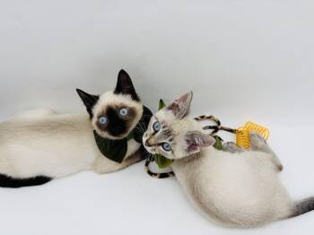 Skippyjon & Tiddleywink -  Siamese Cat for Adoption in Lucedale, Mississippi - Skippyjon & Tiddleywink | PetCurious