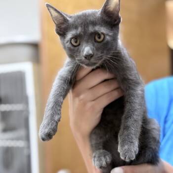 Brewster-5982 -  Domestic Short Hair Cat for Adoption in Tyler, Texas - Brewster-5982 | PetCurious