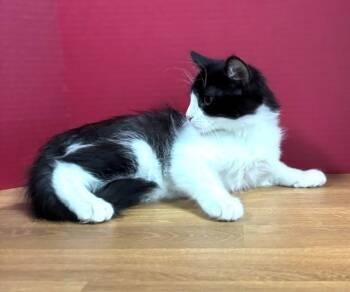 Grapefruit -  Domestic Short Hair Cat for Adoption in Hawk Point, Missouri - Grapefruit | PetCurious