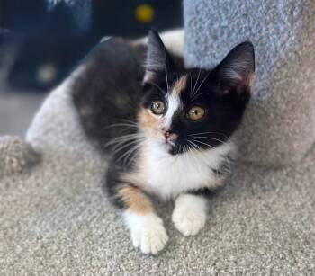 Summer -  Domestic Medium Hair Cat for Adoption in Blaine, Minnesota - Summer | PetCurious