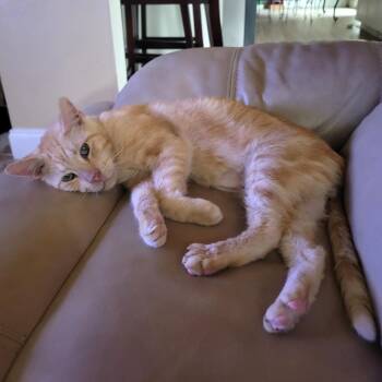 Jackson -  Domestic Short Hair Cat for Adoption in Sunrise, Florida - Jackson | PetCurious