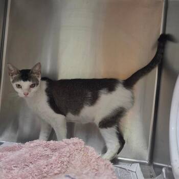 Magnolia -  Domestic Short Hair Cat for Adoption in Valdosta, Georgia - Magnolia | PetCurious