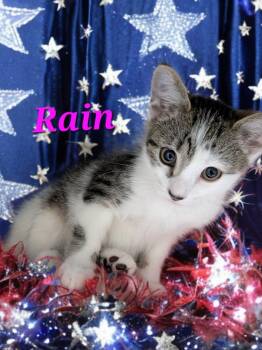 Rain -  Domestic Short Hair Cat for Adoption in Jim Thorpe, Pennsylvania - Rain | PetCurious