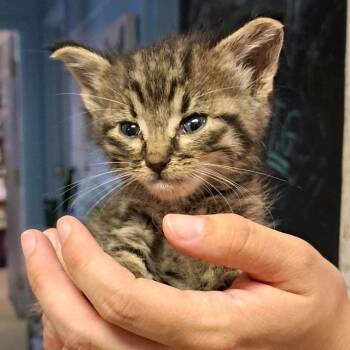 Lumina -  Domestic Short Hair Cat for Adoption in Valley, Alabama - Lumina | PetCurious