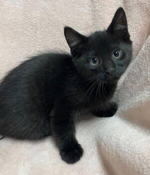 Domestic Short Hair Cats Available for Adoption in Jackson, Michigan - Metallica | PetCurious