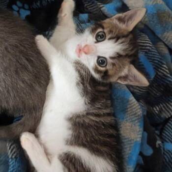 American Shorthair and Domestic Short Hair Cats Available for Adoption in Silver Spring, Maryland - Meowl (Can Leave 5/3) | PetCurious