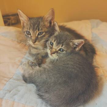 Nosferatu & Gargoyle -  Domestic Short Hair Cat for Adoption in Hays, Kansas - Nosferatu & Gargoyle | PetCurious