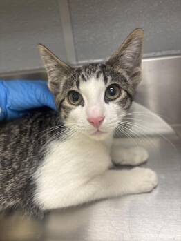 Domestic Short Hair Cats Available for Adoption in Las Vegas, Nevada - ARCHIE | PetCurious