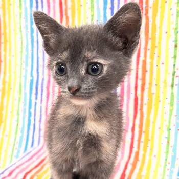 Sprout -  Domestic Short Hair Cat for Adoption in Folsom, Louisiana - Sprout | PetCurious