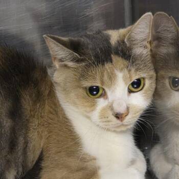 Cora vinic -  Domestic Short Hair Cat for Adoption in Natick, Massachusetts - Cora Vinic | PetCurious