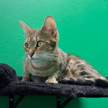 Snow White -  Domestic Short Hair Cat for Adoption in Dayton, Ohio - Snow White | PetCurious
