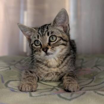 Tangelo -  Domestic Short Hair Cat for Adoption in Spokane, Washington - Tangelo | PetCurious