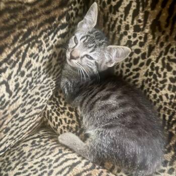 Princess* -  Domestic Short Hair Cat for Adoption in San Gabriel, California - Princess* | PetCurious