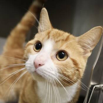Fancypants -  Domestic Short Hair Cat for Adoption in Briarcliff Manor, New York - Fancypants | PetCurious