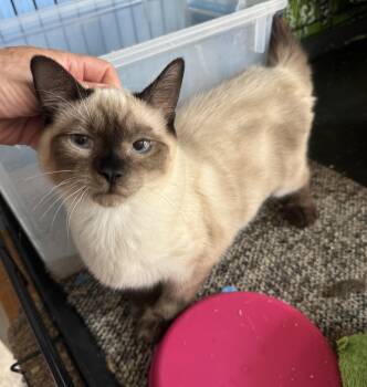 Athena -  Siamese and Domestic Short Hair Cat for Adoption in Pendleton, Oregon - Athena | PetCurious
