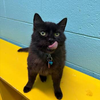 Celia Mae -  Domestic Short Hair Cat for Adoption in Springfield, Missouri - Celia Mae | PetCurious