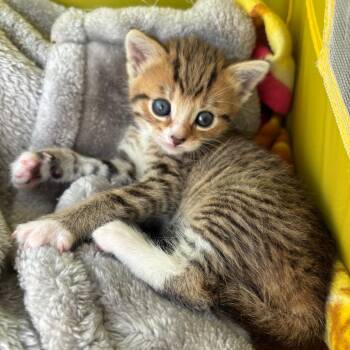 Flower Power -  Domestic Short Hair Cat for Adoption in York, Pennsylvania - Flower Power | PetCurious