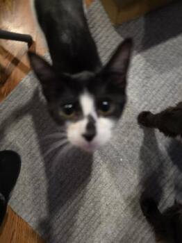 Domestic Short Hair Cats Available for Adoption in Hudson, New Hampshire - Dharma | PetCurious