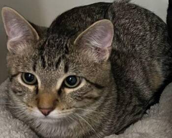 Rescue Domestic Short Hair Cats for Adoption in Webster City, Iowa - Rumi | PetCurious