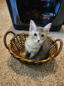 Rescue Domestic Long Hair Cats for Adoption in Ballwin, Missouri - Princess Pepperoni Adopt With Admiral Bacon | PetCurious