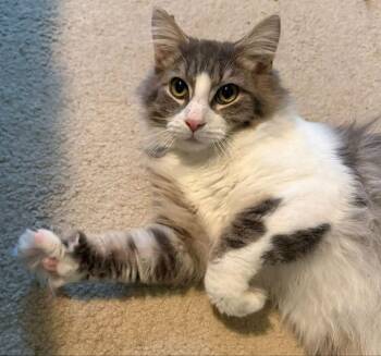 Domestic Long Hair Cats Available for Adoption - Mr Fluffy Paws | PetCurious