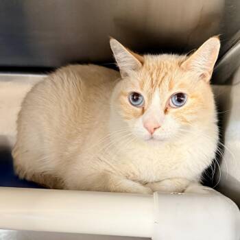 Domestic Short Hair Cats Available for Adoption in Palm Springs, California - Coca | PetCurious