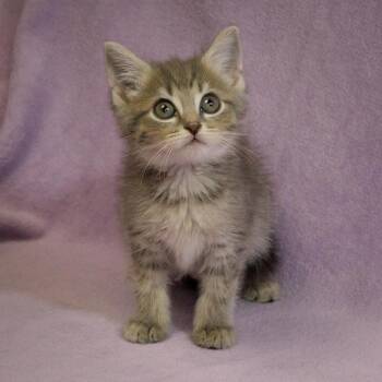 Poppy -  Domestic Short Hair Cat for Adoption in Versailles, Kentucky - Poppy | PetCurious