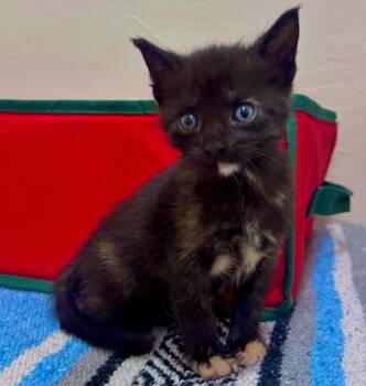 Tina -  Domestic Short Hair Cat for Adoption in Columbia, Illinois - Tina | PetCurious