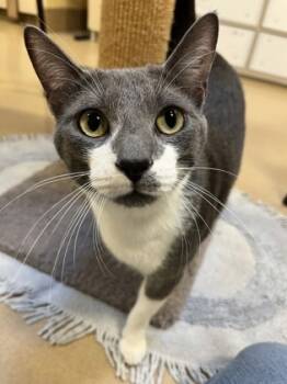 Rescue Domestic Short Hair Cats for Adoption in New Hope, Pennsylvania - Ziggy | PetCurious