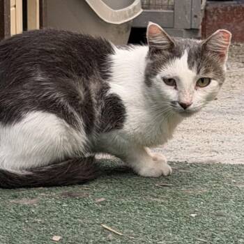 Byron -  Domestic Short Hair Cat for Adoption in Long Beach, California - Byron | PetCurious