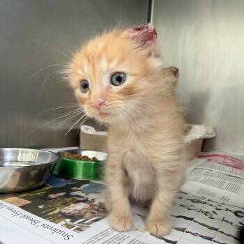 Domestic Medium Hair Cats Available for Adoption in Auburn, Alabama - Arlo | PetCurious