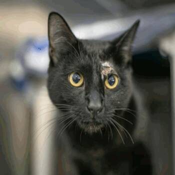 Domestic Short Hair Cats Available for Adoption in New York, New York - Aaron | PetCurious