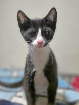 Hobbs -  Domestic Short Hair Cat for Adoption in Rio Linda, California - Hobbs | PetCurious